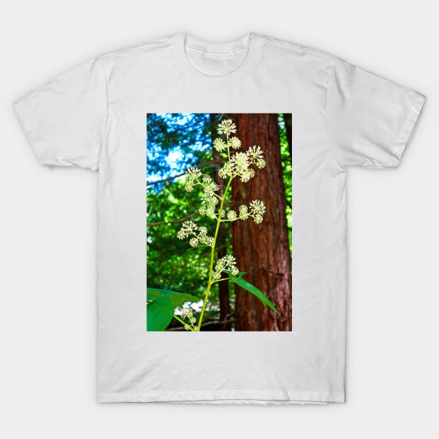 Muir Woods Study 2 T-Shirt by bobmeyers